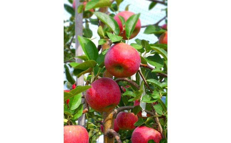 シナノリップ 訳あり家庭用 約5kg 12～23玉 りんご 果物 訳あり 信州 長野