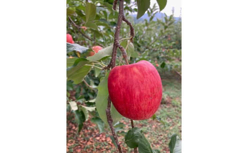 シナノドルチェ　訳あり家庭用　約5kg（12～23玉） りんご 果物 訳あり 信州 長野