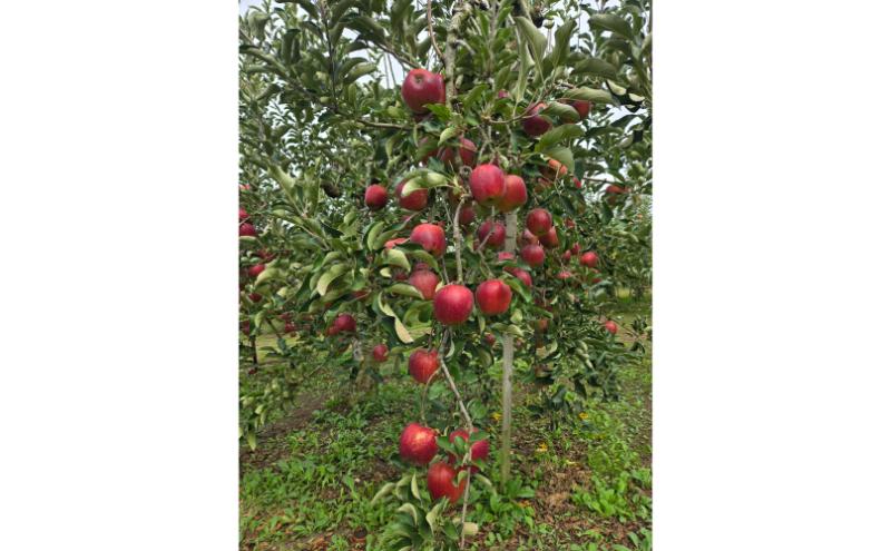 秋映 秀品 約3kg 7～11玉 りんご 果物 信州 長野