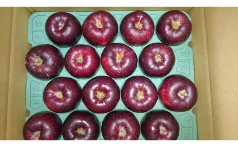 秋映 訳あり家庭用 約5kg 12～23玉 りんご 果物 訳あり 信州 長野