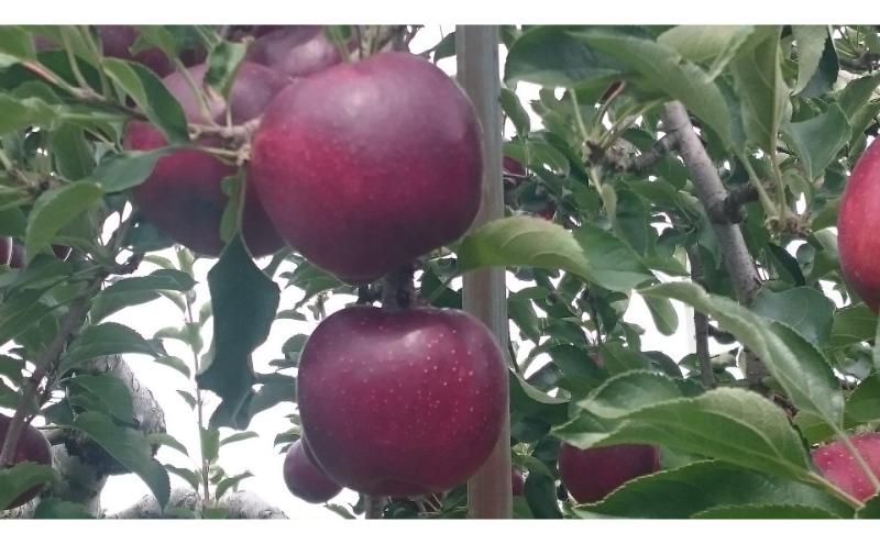 秋映 訳あり家庭用 約5kg 12～23玉 りんご 果物 訳あり 信州 長野