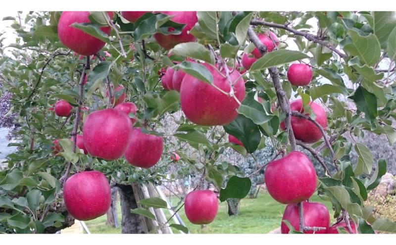 シナノスイート 秀品 約3kg 7～11玉 りんご 果物 信州 長野