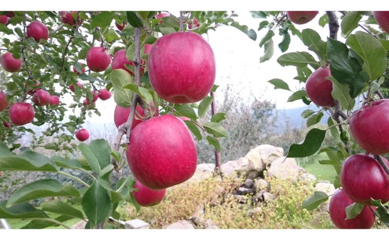 シナノスイート 訳あり家庭用 約5kg 12～23玉 りんご 果物 訳あり 信州 長野