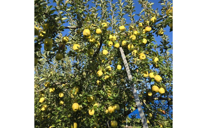 シナノゴールド 秀品 約3kg 7～11玉 りんご 果物 信州 長野