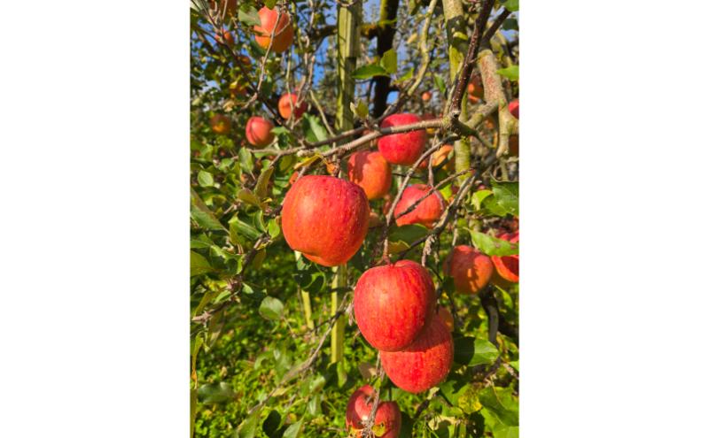 サンふじ 訳あり家庭用 約5kg 12～23玉 りんご 果物 訳あり 信州 長野