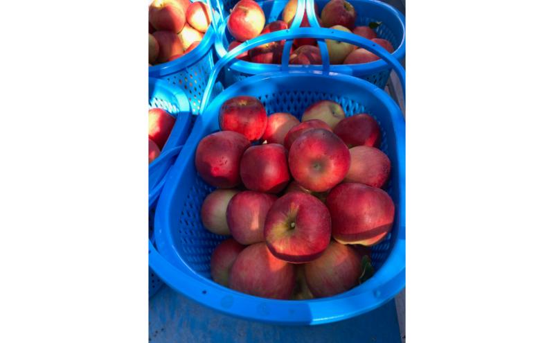 サンふじ 訳あり家庭用 約5kg 12～23玉 りんご 果物 訳あり 信州 長野