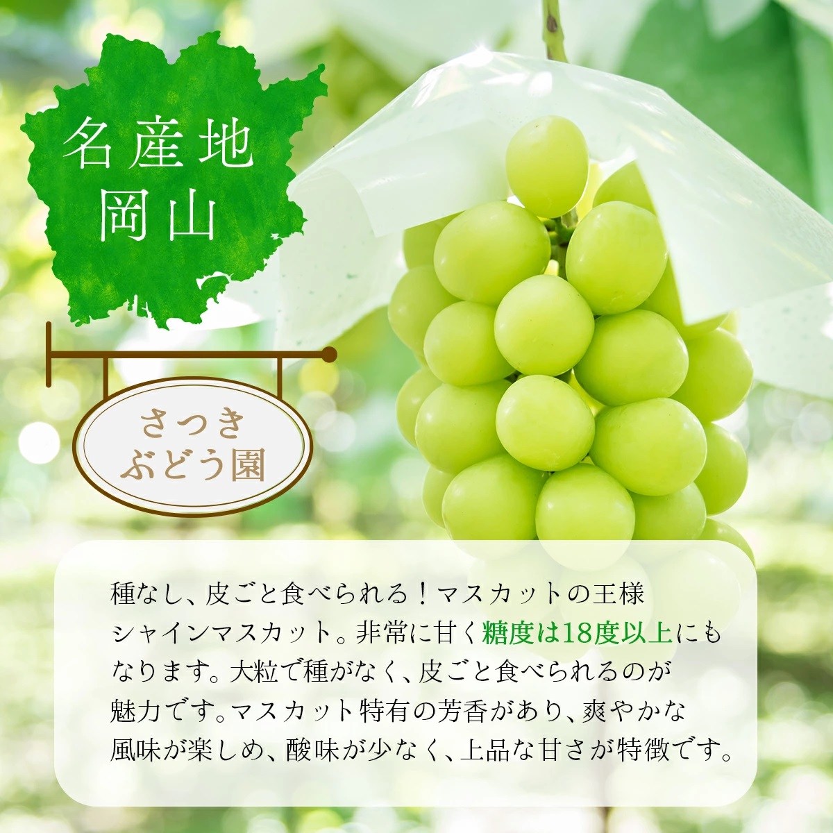 岡山県鏡野町のふるさと納税 【2026年発送分 先行予約】岡山県産 シャインマスカット 1.2kg以上（2～3房）【ご家庭用】【025-a035】