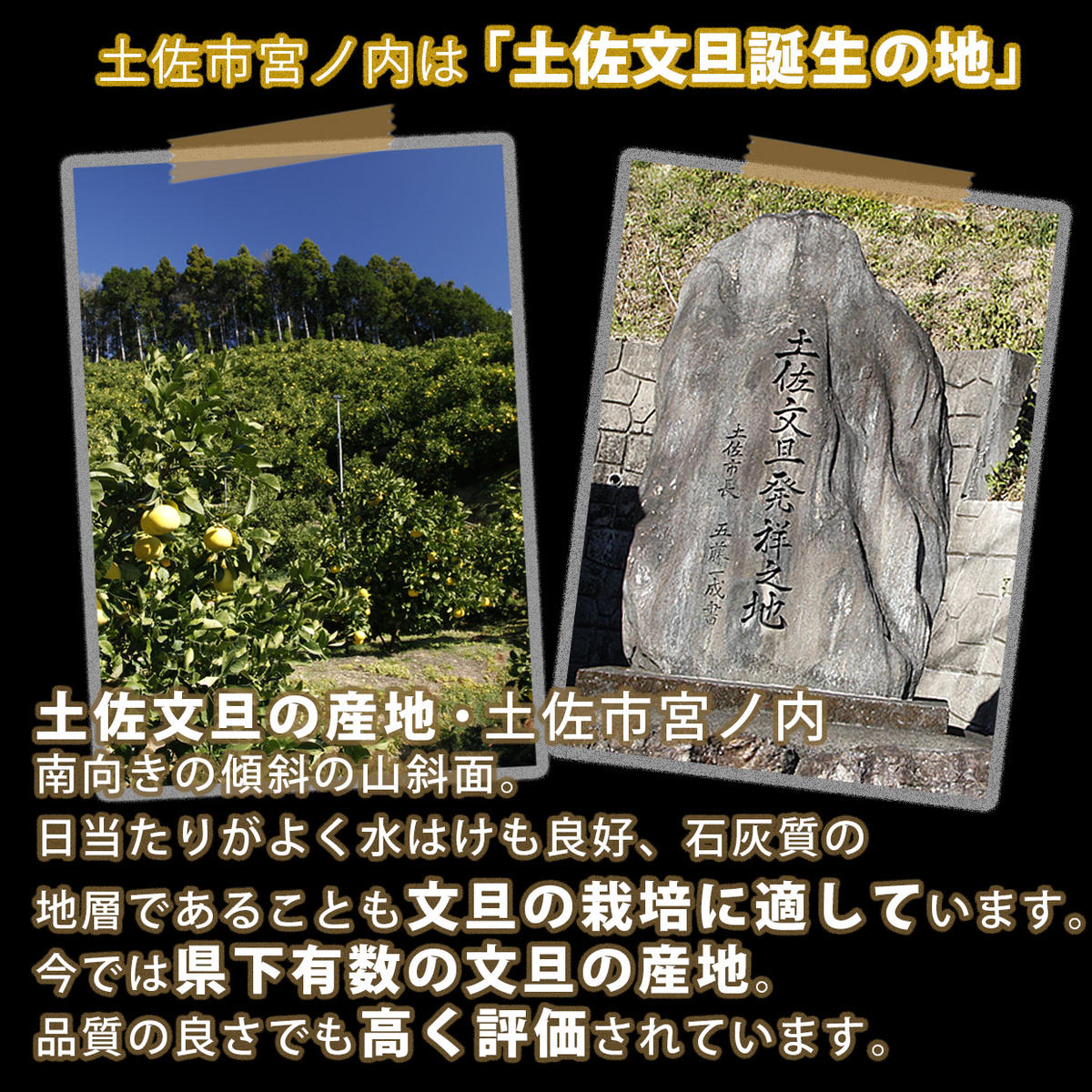 【果樹園直送】土佐文旦　4L　2個入り　1.5kg 大玉　特選品贈答用　果物　柑橘　フルーツ　ぶんたん　ブンタン　文旦　高知県土佐市　お取り寄せ 産地直送　おいしい 美味しい　返礼品　白木果樹園