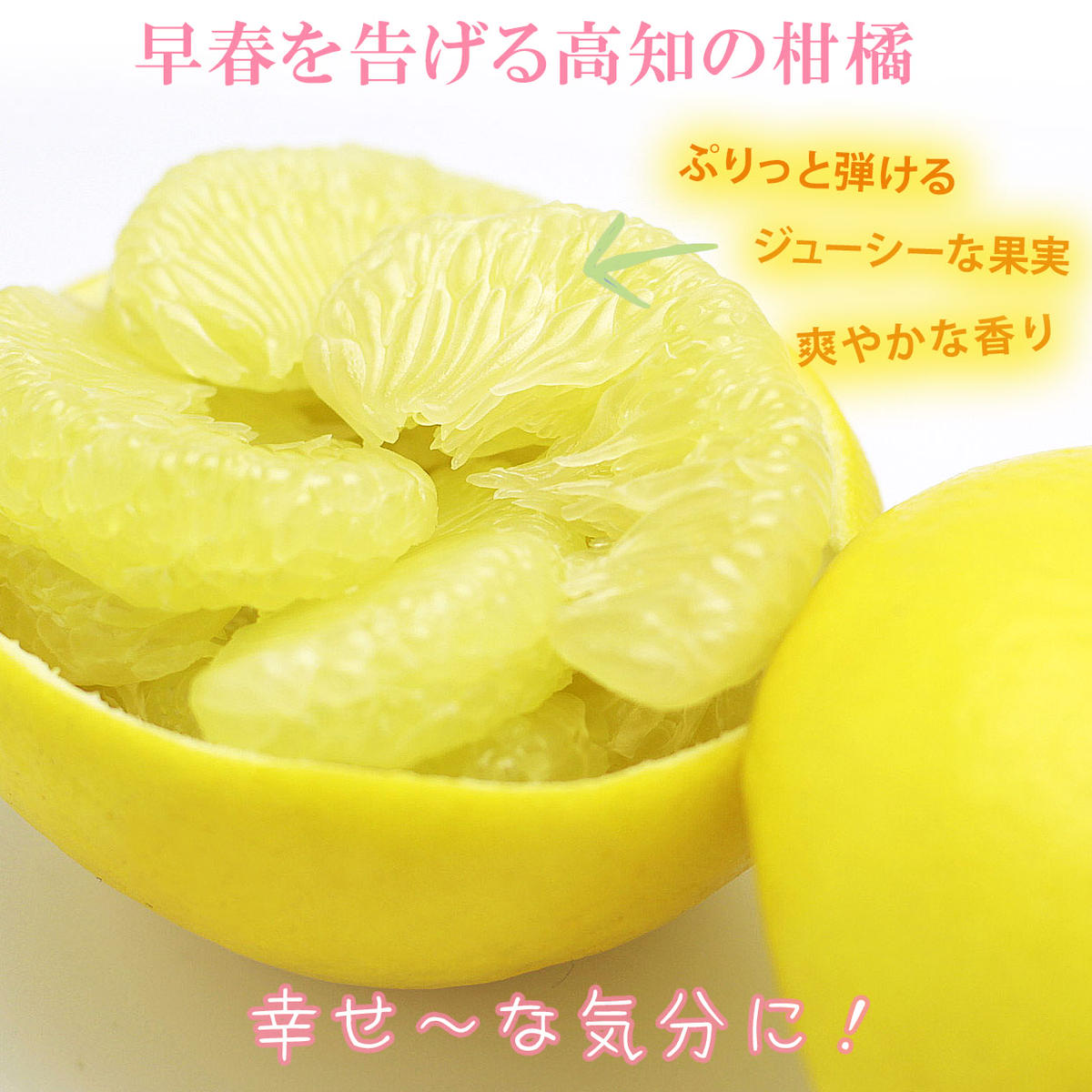 【果樹園直送】土佐文旦　4L　2個入り　1.5kg 大玉　特選品贈答用　果物　柑橘　フルーツ　ぶんたん　ブンタン　文旦　高知県土佐市　お取り寄せ 産地直送　おいしい 美味しい　返礼品　白木果樹園