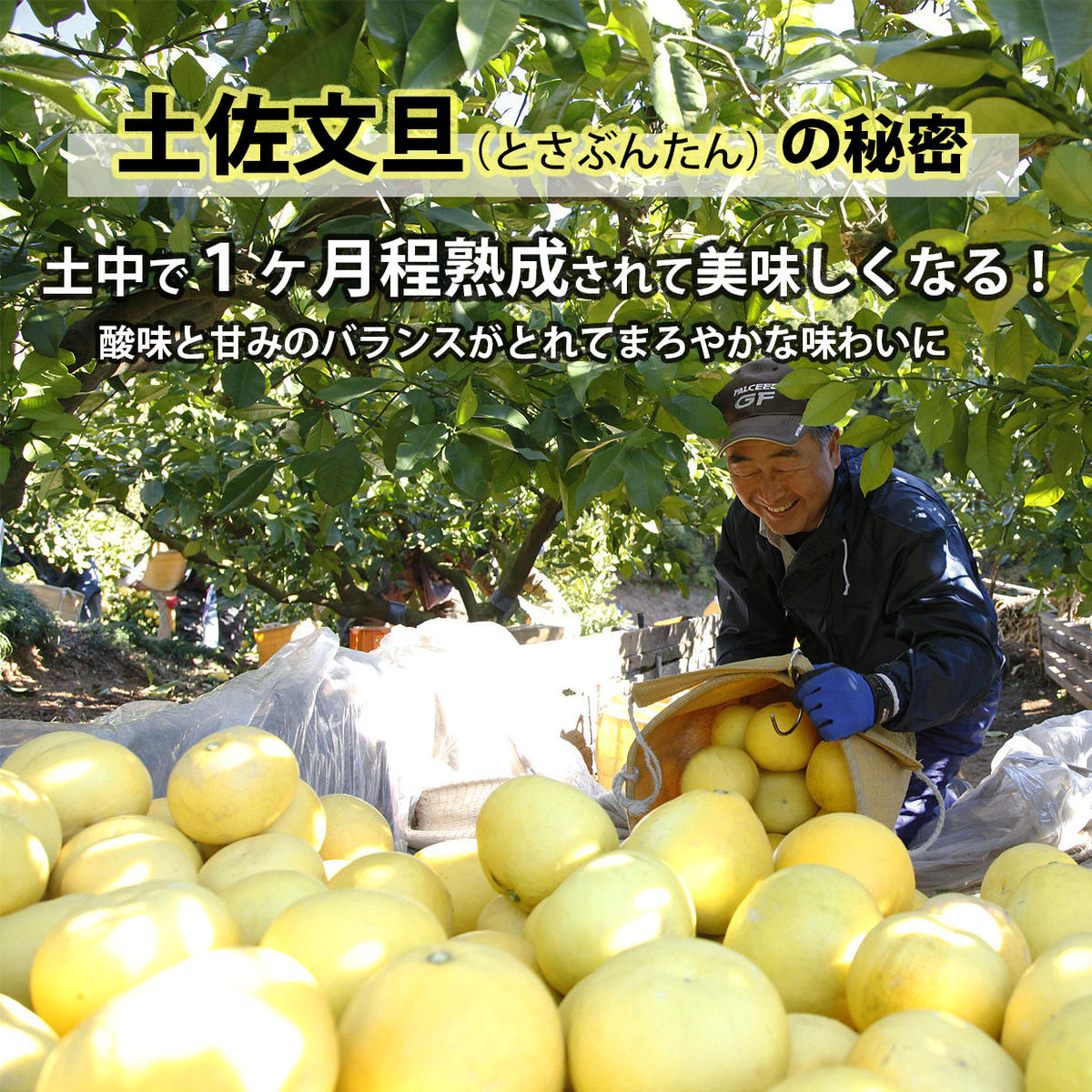 44高知特産 露地栽培 土佐文旦 文旦 約20kg 大玉 4Lサイズ 60高知特産 露地栽培 土佐文旦 文旦 約20kg 大玉 4Lサイズ