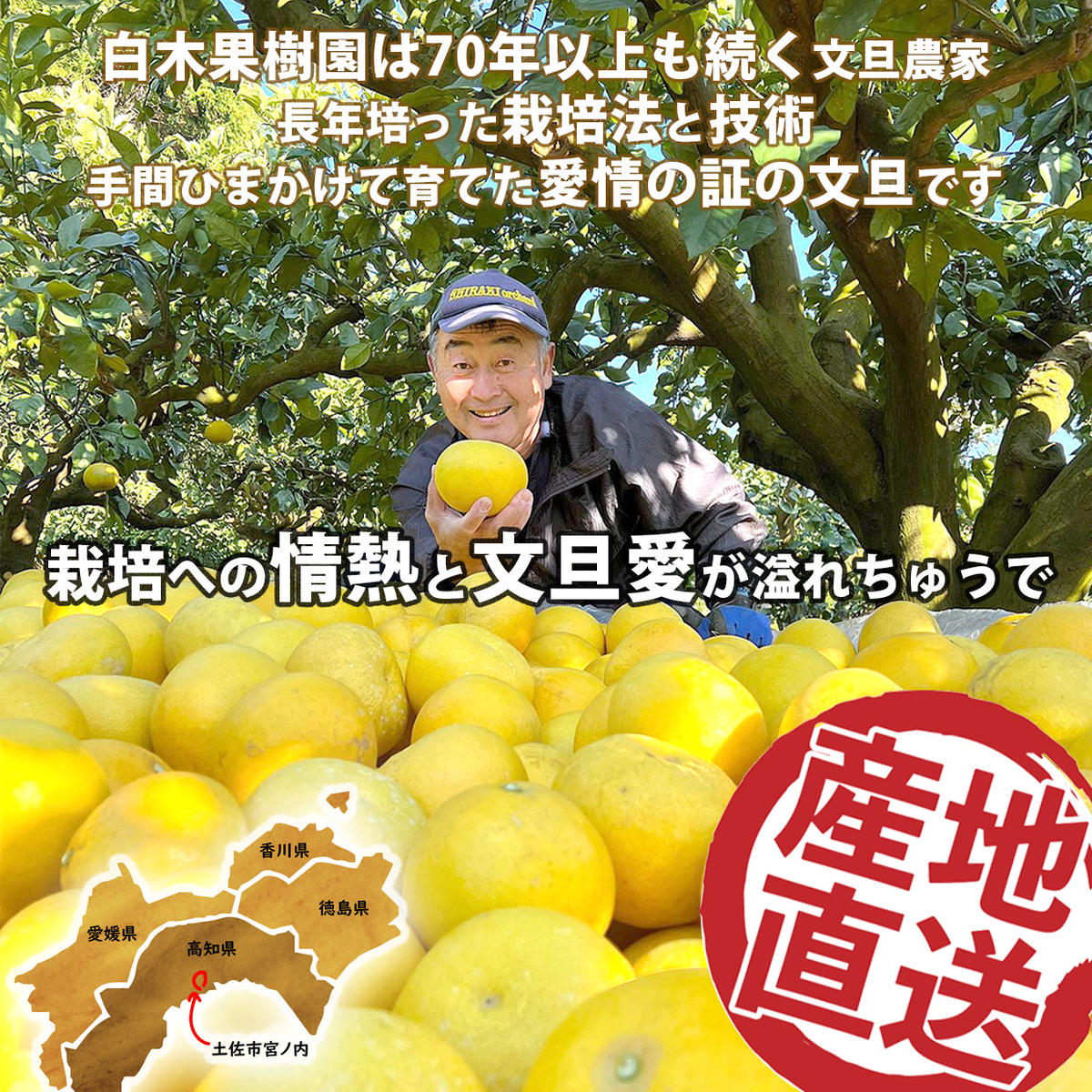 【果樹園直送】土佐文旦　4L　2個入り　1.5kg 大玉　特選品贈答用　果物　柑橘　フルーツ　ぶんたん　ブンタン　文旦　高知県土佐市　お取り寄せ 産地直送　おいしい 美味しい　返礼品　白木果樹園