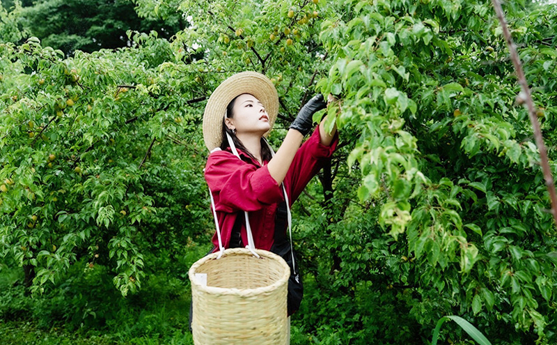 THE NORTHERN LIMIT（3本セット）お酒　甘味　果実酒　発泡酒