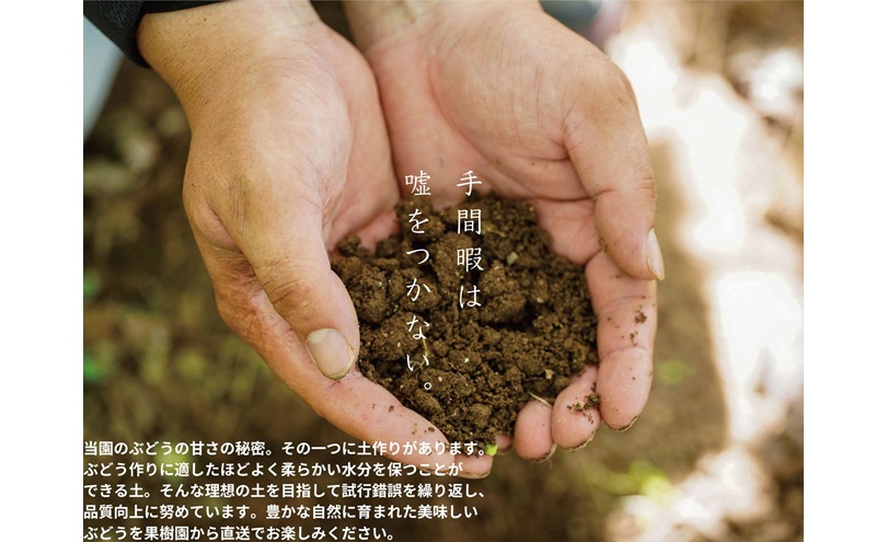 訳あり 藤稔 2房 合計1.0kg以上 産地直送 朝採れ ぶどう 葡萄 岡山 Kawahara Green Farm 2026年 先行予約