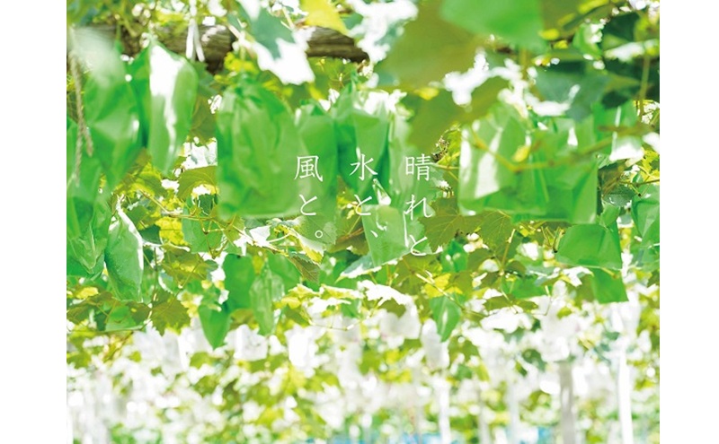 訳あり  藤稔 2房 合計1.0kg以上 産地直送 朝採れ ぶどう 葡萄 岡山 Kawahara Green Farm 2026年 先行予約