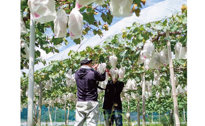 訳あり  藤稔 2房 合計1.0kg以上 産地直送 朝採れ ぶどう 葡萄 岡山 Kawahara Green Farm 2026年 先行予約
