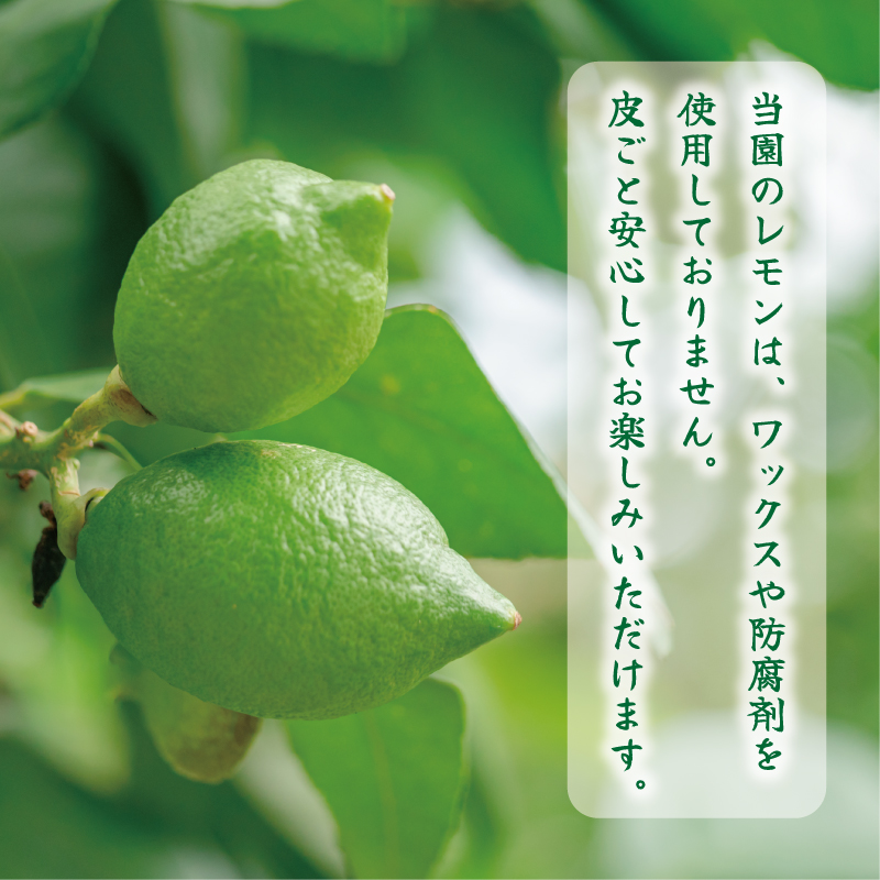 訳あり レモン 5kg 7000円 柑橘 サイズ 不揃い 家庭用 檸檬 国産 フルーツ 果物 果実 産地直送 農家直送 数量限定 期間限定 特産品 瀬戸内 ワックス 防腐剤 不使用 有機栽培 果汁 人気 新鮮 レモネード 塩レモン レモン酢 レモンソース はちみつレモン レモンケーキ レモンスカッシュ レモンサワー レモン酎ハイ ビタミン くらもとファーム 愛南町 愛媛県