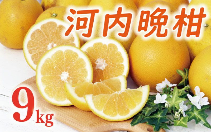 数量限定 先行予約 河内晩柑 樹齢 20年以上 9kg （ Lサイズ 以上 ） 12000円 みかん mikan 蜜柑 ミカン かわちばんかん 愛南ゴールド あいなん ゴールド 文旦 派生 和製 グレープフルーツ 家庭用 産地直送 国産 農家直送 期間限定 特産品 ゼリー ジュース アイス 等に 人気 限定 甘い さわやか フルーツ 果物 柑橘 蜜柑 くらもとファーム 愛南町 愛媛県