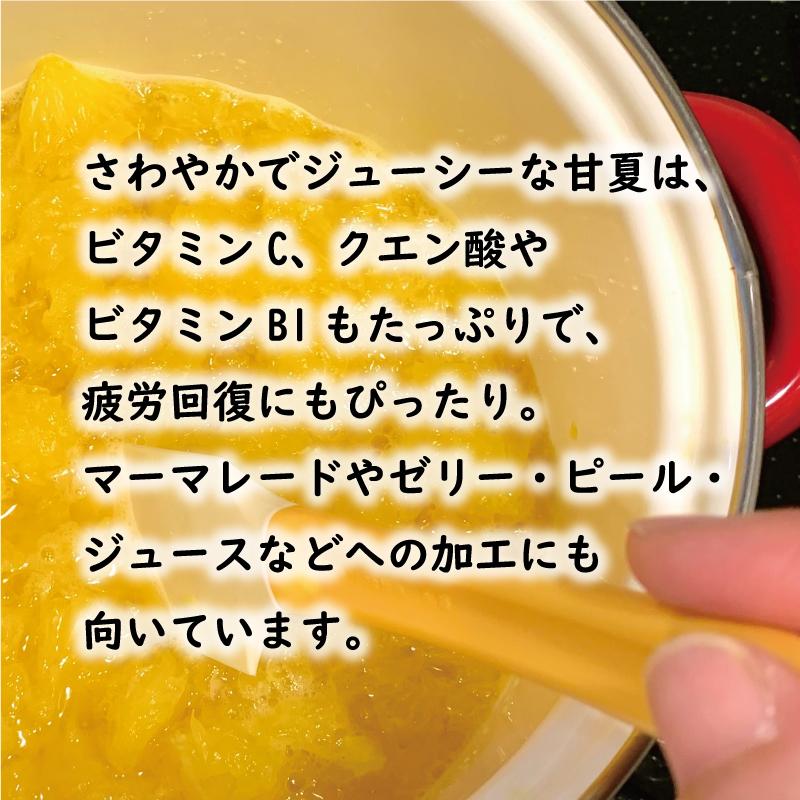 先行予約 甘夏 10kg 10000円 樹齢25年 以上 みかん mikan 蜜柑 あまなつ 夏みかん グレープフルーツ だいだい 家庭用 事前 予約 受付 産地直送 国産 農家直送 糖度 期間限定 数量限定 特産品 ゼリー マーマレード ピール ジュース 等に デザート 人気 限定 おいしい フルーツ 果物 柑橘 美味しい サイズ ミックス 減農薬 くらもとファーム 愛南町 愛媛県