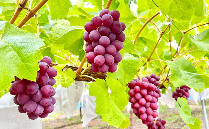 【先行予約／2026年9月発送】クイーンルージュ(R)約2kg 3～5房 重量保証 信州 小諸 果物 フルーツ ぶどう ブドウ 種無し 甘い 完熟 季節限定 贈答用 大粒 産地直送 新鮮 お取り寄せ こだわり ギフト