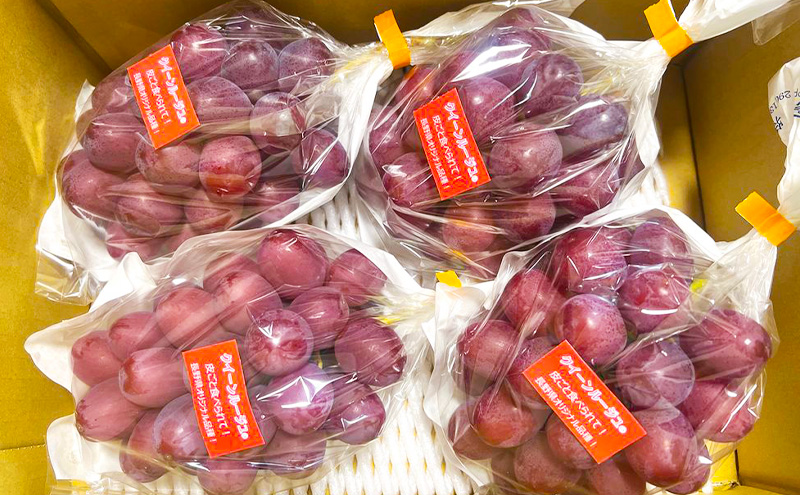 【先行予約／2026年9月発送】クイーンルージュ(R)約2kg 3～5房 重量保証 信州 小諸 果物 フルーツ ぶどう ブドウ 種無し 甘い 完熟 季節限定 贈答用 大粒 産地直送 新鮮 お取り寄せ こだわり ギフト