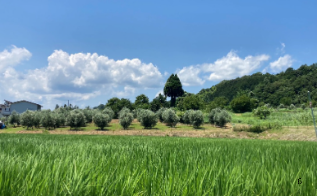 オリーブオイル 100g MAEDA OLIVE FARM 京都宮津産 100%