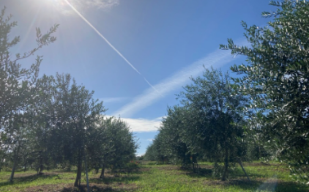 オリーブクラフトコーラシロップ 300ｇ