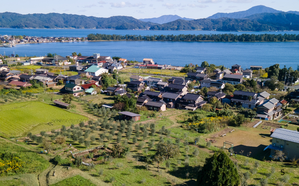 オリーブの苗木