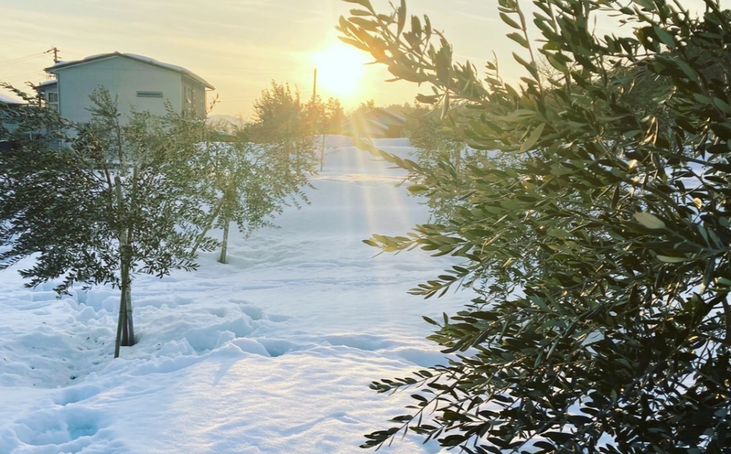 オリーブの苗木