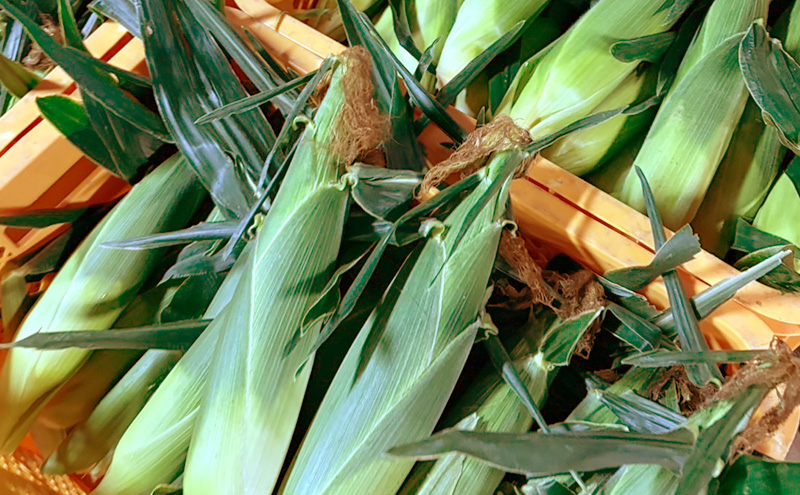 とうもろこし 味来 贈答用 5本 トウモロコシ 宮城県産 甘い 夏 朝採れ 産地直送 宮城県 大河原町
