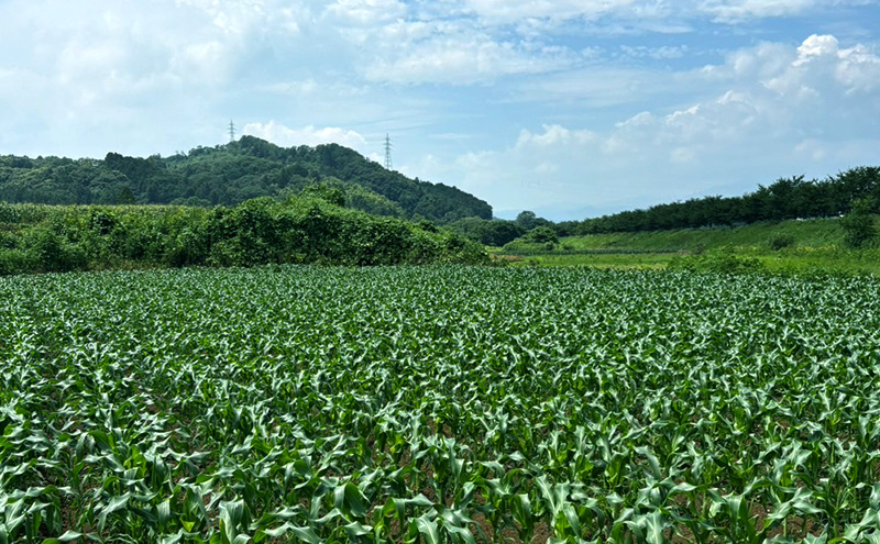 とうもろこし 味来 贈答用 10本 トウモロコシ 宮城県産 甘い 夏 朝採れ 産地直送 宮城県 大河原町