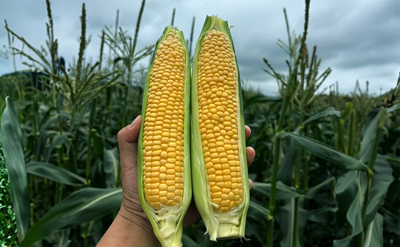 とうもろこし 味来 贈答用 10本 トウモロコシ 宮城県産 甘い 夏 朝採れ 産地直送 宮城県 大河原町