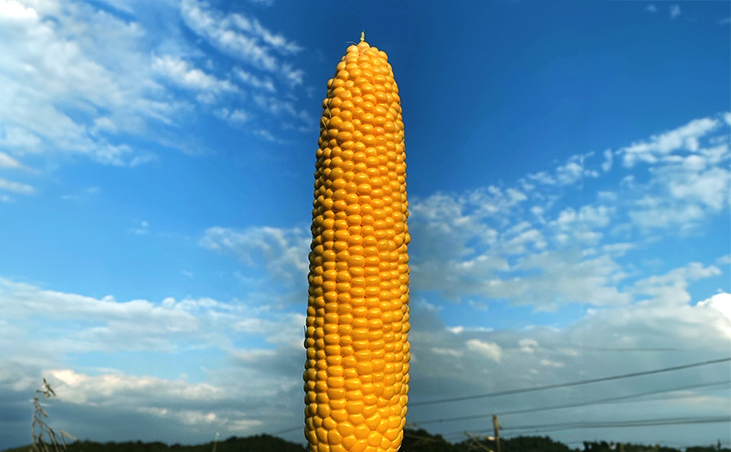 とうもろこし 味来 家庭用 5本 訳アリ トウモロコシ 宮城県産 甘い 夏 朝採れ 訳あり 産地直送 宮城県 大河原町