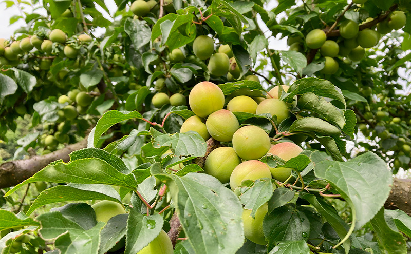 梅 冷凍完熟梅 冷凍 梅シロップ 若狭町 