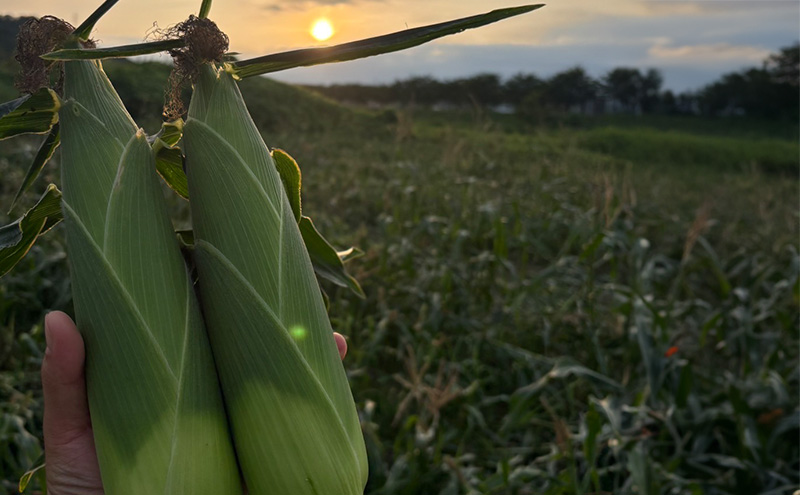 とうもろこし 味来 家庭用 10本 訳アリ トウモロコシ 宮城県産 甘い 夏 朝採れ 訳あり 産地直送 宮城県 大河原町