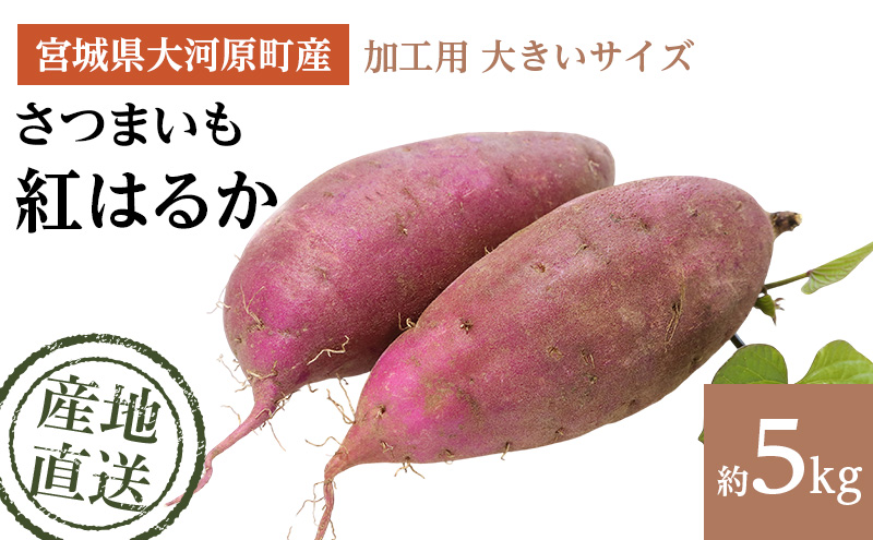 y{錧͌z܂ 5kg g͂邩 Hp 傫TCY Tc}C {錧Y Â H ~ XC[c  Yn {錧 ͌