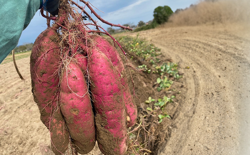 さつまいも 約5kg 紅はるか 加工用 大きいサイズ サツマイモ 宮城県産 甘い 秋 冬 スイーツ いも 産地直送 宮城県 大河原町
