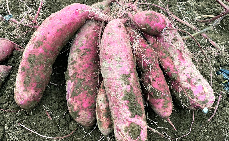 さつまいも 約5kg 紅はるか 加工用 大きいサイズ サツマイモ 宮城県産 甘い 秋 冬 スイーツ いも 産地直送 宮城県 大河原町