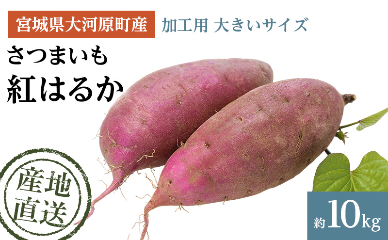 y{錧͌z܂ 10kg g͂邩 Hp 傫TCY Tc}C {錧Y Â H ~ XC[c  Yn {錧 ͌