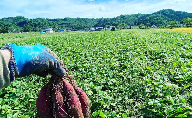さつまいも 約10kg 紅はるか 加工用 大きいサイズ サツマイモ 宮城県産 甘い 秋 冬 スイーツ いも 産地直送 宮城県 大河原町
