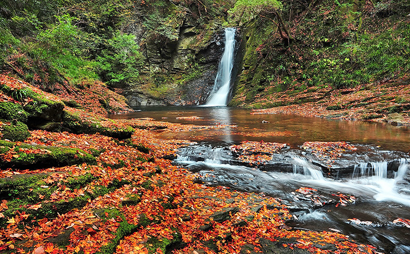 【光と水の幻想体験】滝あかりライトアップも楽しめる、赤目四十八滝招待券（3名様）| チケット 券 お出かけ ライトアップ 体験
