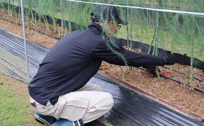 （訳アリ）小豆島産アスパラガス「さぬきのめざめ」M、L、2L混合1kg