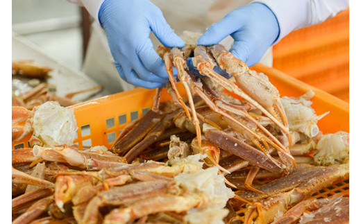 【12月25日決済確定分まで年内発送】 ボイル 本ずわいがに 爪 500g×1 カジマ ずわい蟹 ズワイガニ ずわいがに かに カニ 蟹 かに爪 カニ爪