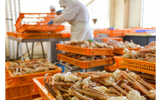 【12月25日決済確定分まで年内発送】 ボイル 本ずわいがに 爪 500g×1 カジマ ずわい蟹 ズワイガニ ずわいがに かに カニ 蟹 かに爪 カニ爪