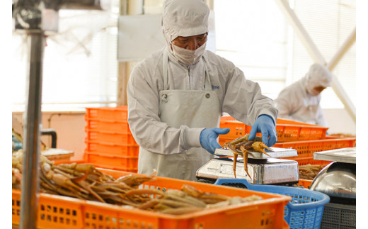 【12月25日決済確定分まで年内発送】 ボイル 本ずわいがに 爪 1kg (500g × 2) カジマ ずわい蟹 ズワイガニ ずわいがに かに カニ 蟹 かに爪 カニ爪