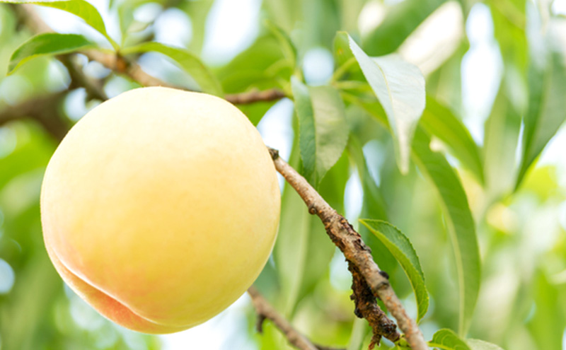 桃 2026年 先行予約 岡山の白桃 （晩成種）6～9玉 約2kg 贈答用 もも モモ 白桃 岡山白桃 岡山県産 国産 フルーツ 果物 ギフト 贈り物 横木農園 スイーツ