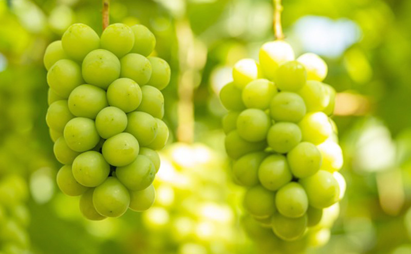 ぶどう 2026年 先行予約 シャイン マスカット 3～5房 約2kg 家庭用 ブドウ 葡萄  岡山県産 国産 フルーツ 果物 横木農園 ジューシー 種無し