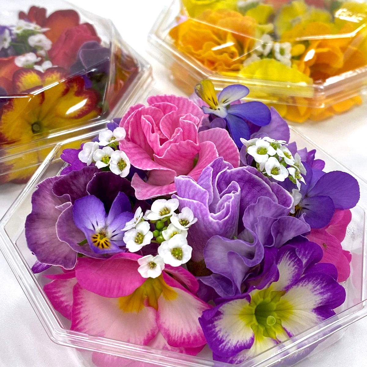 定期便3回] 農家直送！加藤さんちのエディブルフラワー 5パック (1