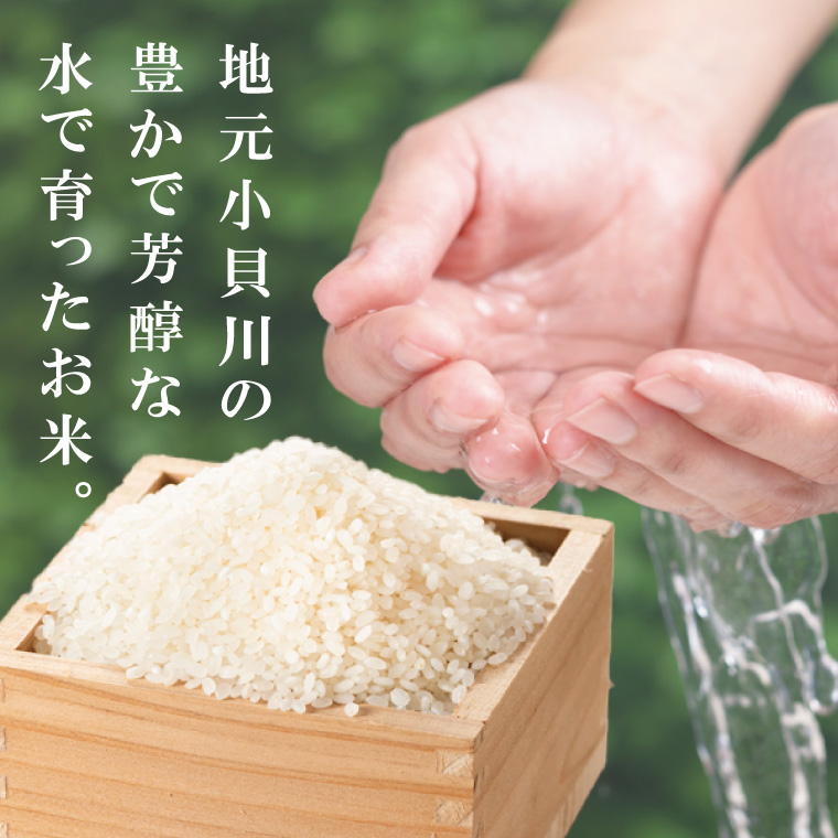 【数量限定】R7年産取手市産あきたこまち 精米10kg（5kg×2袋）|お米 米 白米 茨城県 取手市（BS012）