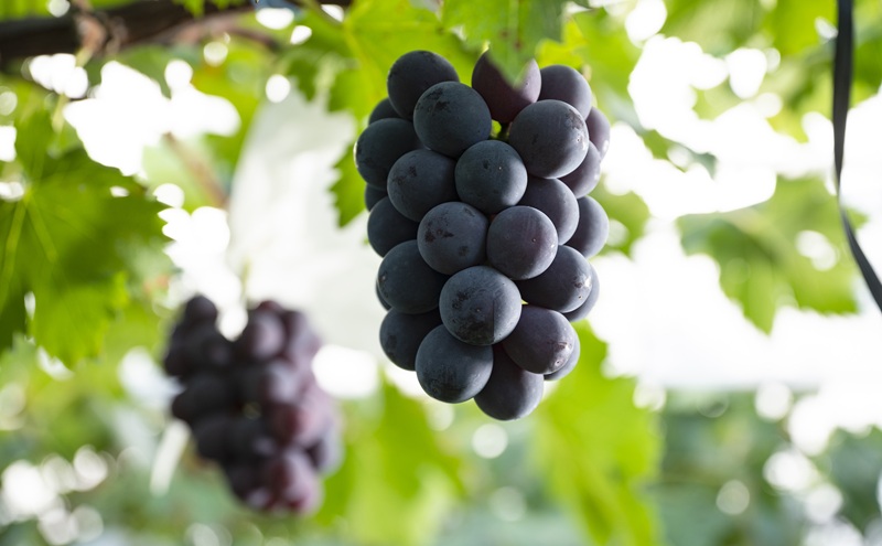 岡山県産 摘み落としぶどう 農家セレクト2種詰め合わせ 約1kg 葡萄 ブドウ 岡山県産 オーロラブラック ピオーネ クイーンニーナ シャインマスカット 数量限定