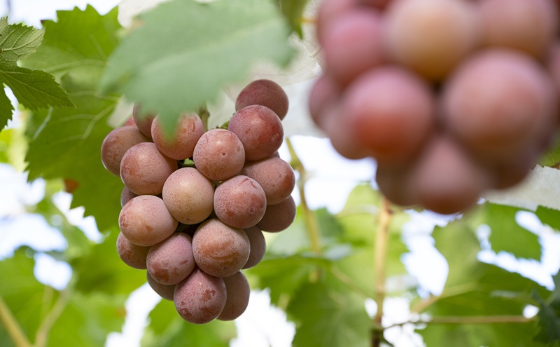 岡山県産 摘み落としぶどう 農家セレクト2種詰め合わせ 約1kg 葡萄 ブドウ 岡山県産 オーロラブラック ピオーネ クイーンニーナ シャインマスカット 数量限定